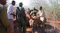 KWS (Kenya wildlife service) park rangers removing tusk from dead bull African elephant (Loxodonta africana) Rukinga Ranch, Kenya, January 2013.