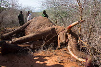 KWS (Kenya wildlife service) park rangers about to remove tusk from dead bull African elephant (Loxodonta africana) Rukinga Ranch, Kenya, January 2013.