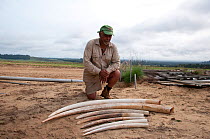 Photographer Steve O. Taylor with African elephant tusks (Loxodonta africana) before ivory burn, Wongue Wongue Presidential Park, Gabon , August 2012.