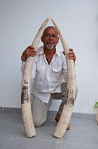 Photographer Steve O. Taylor with African elephant tusks (Loxodonta africana) before ivory burn, Libreville, Gabon, August 2012.