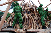Park rangers piling up African forest elephant (Loxodonta cyclotis) tusk before government ivory burn with 6 tonnes (worth 6 million dollars) of ivory, Libreville, Gabon, June 6th 2012.