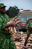 Park rangers piling up African forest elephant (Loxodonta cyclotis) tusk before government ivory burn with 6 tonnes (worth 6 million dollars) of African elephant (Loxodonta africana) tusks, Libreville...