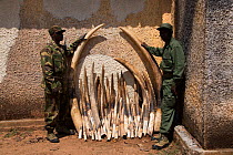 Park Rangers holding confiscated Forest elephant tusks (Loxodonta cyclotis) tusks, Garamba National Park, Democratic Republic of the Congo.