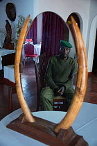 Park ranger with confiscated ivory from African forest elephant (Loxodonta cyclotis) Virgunga National Park,  Democratic Republic of the Congo