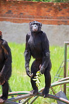 Chimpanzee (Pan troglodytes) standing on hind legs looking out at visitors, J.A.C.K. Sanctuary (Jeunes Animaux Confisqus au Katanga / Young animals confiscated in Katanga), Lubumbashi, Katanga, Democr...
