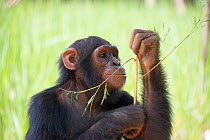 Chimpanzee (Pan troglodytes) stripping stick to use to get honey in enrichment activity, J.A.C.K. Sanctuary (Jeunes Animaux Confisqus au Katanga / Young animals confiscated in Katanga), Lubumbashi, Ka...