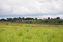 Landscape  habitat of last herd of Grant's zebra (Equus quagga boehmi) in DR Congo. Upemba National Park, Democratic Republic of Congo, March 2012.