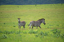 Grant's zebras (Equus quagga boehmi) of the last herd in D.R.Congo. Upemba National Park, Democratic Republic of Congo, March 2012.