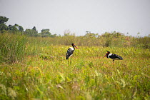 Saddle-billed storks (Ephippiorhynchus senegalensis) in wetland near Lake Victoria, Uganda.