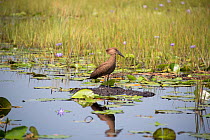 Hamerkop (Scopus umbretta) in wetland habitat, Lake Victoria, Uganda.