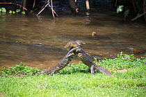 Savannah monitor lizards (Varanus exanthematicus) fighting, Ngamba island, Lake Victoria, Uganda.