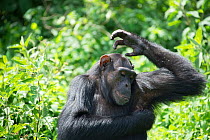 Chimpanzee (Pan troglodytes) scratching under its arms, Ngamba Island Chimpanzee Sanctuary, Lake Victoria, Uganda.
