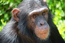 Chimpanzee (Pan troglodytes) portrait, Ngamba Island Chimpanzee Sanctuary, Lake Victoria, Uganda.
