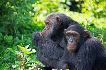 Chimpanzee (Pan troglodytes) two adults sitting side by side, Ngamba Island Chimpanzee Sanctuary, Lake Victoria, Uganda.