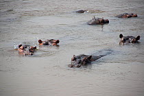 Hippopotamuses (Hippopotamus amphibius) in river, Garamba National Park, Democratic Republic of the Congo.