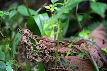Twig snake (Thelotornis) Ruwenzoris Mountain Range, Democratic Republic of the Congo.