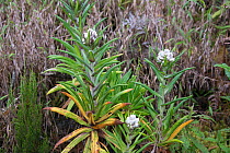 Everlasting flower (Helichrysum sp)  in the Ruwenzori mountain range at  high altitude, Democratic Republic of Congo
