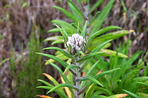 Everlasting flower (Helichrysum sp)  in the Ruwenzori mountain range at  high altitude, Democratic Republic of Congo