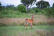 Kob (Kobus kob) Ishango, Virunga National Park, Democratic Republic of the Congo, February 2012.