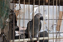 African grey parrots (Psittacus erithacus) in cage, Matche de la Volier (Market of the Thieves), Kinshasa, Democratic Republic of the Congo. May 2012.