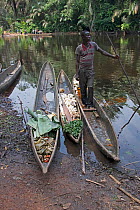Man with vegetables in dugout wooden canoes on riverbank, Monkoto, Salonga National Park, Equateur, Democratic Republic of the Congo, May 2012.