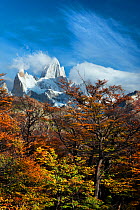 Autumn trees with Mount Fitz Roy beyond. El Chalten, Patagonia, Argentina. April 2013.