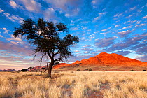 Camelthorn tree at sunrise with mountain beyond. Namib Rand, Namibia. May 2010.