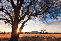 Sunrise through the branches of a camelthorn tree. Namib Rand, Namibia. May 2010.