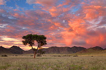 Camelthorn tree in mountain valley at sunset. Namib Naukluft National Park, Namibia. February 2011.