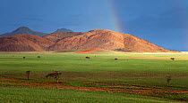 Sunlight illuminating a mountain below a rainstorm. Namib Rand, Namibia. February 2011.