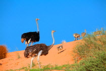 Ostrich (Struthio camelus) pair and chicks on dune in the Kalahari. Kgalagadi Transfrontier Park, Southern Africa, February.