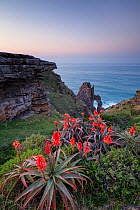 Flowering aloes with cathedral rock beyond. Pondoland, Eastern Cape, South Africa. June 2012.