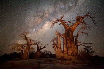 Baobab trees under starry night sky. Kubu Island, Makgadikgadi pans, Botswana. May 2012.