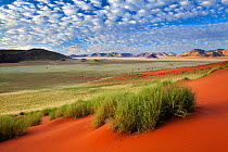 Green desert valley in morning light after plentiful rains. Namib Rand, Namibia. April 2011.