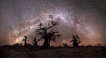 Panoramic view of the Milky Way over baobab trees. Kubu Island, Makgadikgadi pans, Botswana. May 2012.