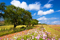 Free State farmland scene. Free State, South Africa. March 2013.