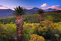 Aloes below the snow-capped peaks of the Swartberg. Near Calitzdorp, Western Cape, South Africa. June 2009.