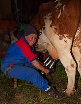 Farmer milking Abondance cow, the milk is used in the production of Beaufort cheese. Beaufort district, near Bourg-Saint-Maurice, Rhone-Alpes, France, May 2014.
