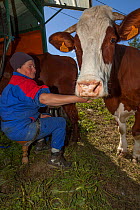 Farmer milking Abondance cows, the milk is used in the production of Beaufort cheese. Beaufort district, near Bourg-Saint-Maurice, Rhone-Alpes, France, May 2014.