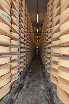 Beaufort cheeses in cellar. 20,000 cheeses are kept in 26 cellars here, and the aging process takes 5 months. Bourg-Saint-Maurice, Savoie, Rhone-Alpes, France, May 2014.