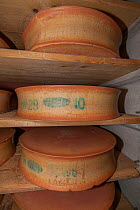 Beaufort cheeses in cellar, Bourg-Saint-Maurice, Savoie, Rhone-Alpes, France, May 2014.