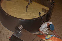 Production of Beaufort cheese, Bourg-Saint-Maurice, Savoie, Rhone-Alpes, France, May 2014.