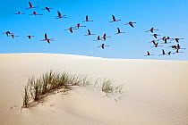 Greater flamingos (Phoenicopterus roseus) in flight over sand dune, Donana National Park, Andalusia, Spain, March.