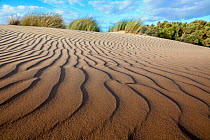 Rippled sand dune, Donana National Park, Andalusia, Spain, March 2014.