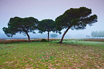 Pine trees in the fog near Las Marismillas Palace, Donana National Park, Andalusia, Spain, March 2014.