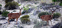 Red deer (Cervus elaphus) stags in Donana National Park, Andalusia, Spain, March.