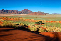 Green desert valley after plentiful rains. Namib Rand, Namibia. March 2014. Non-ex.