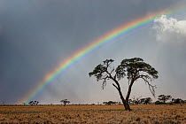 Thunderstorm and rainbow over a dry desert landscape. Namib Rand, Namibia. April 2012. Non-ex.