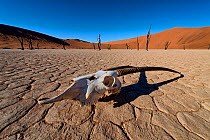 Oryx skull in deadvlei, illustrating the harshness of the desert. Sossusvlei, Namib Naukluft National Park, Namibia, April 2014. Non-ex.