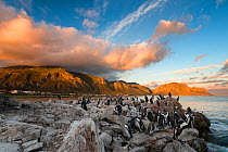 African penguins (Spheniscus demersus) on rock with the Bettys Bay mountains beyond. Bettys Bay, Western Cape, South Africa. January 2014. Non-ex.